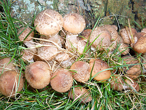 Hallimasch – Pilze am einem Baumstumpf