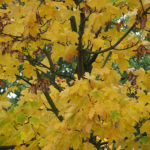 Hintergrundbild Herbst - autumn wallpaper