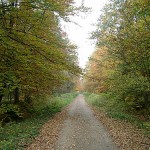 Der Wald im Herbst