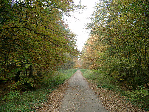 Der Wald im Herbst