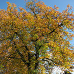 Kastanie im Herbst