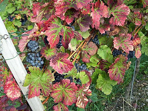 Rotwein