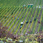Weinlese in Franken - Weinernte 2009