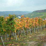 Weinreben im Herbst