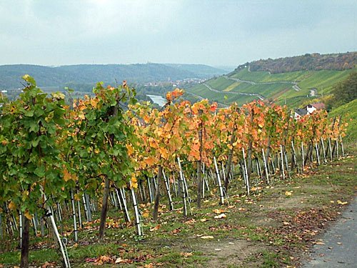 Weinreben im Herbst