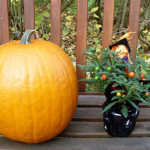 Halloween Kuerbis mit Korallenstrauch