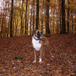Herbstbild - Hund im Wald Herbstlaub