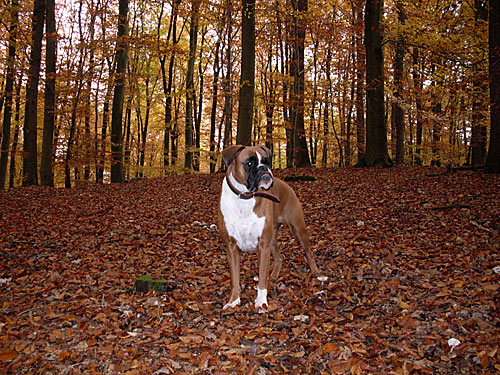 Herbstbild – Hund im Wald Herbstlaub