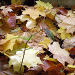 Herbstlaub - Herbstbilder autumn leaves