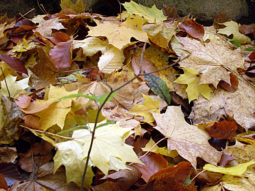 Herbstlaub – Herbstbilder autumn leaves