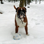 Boxer - Hund im Schnee - Hundebilder