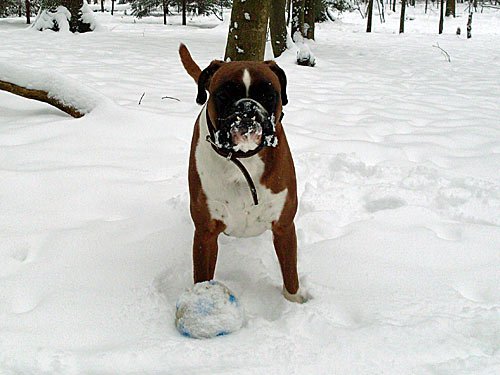 Boxer – Hund im Schnee – Hundebilder