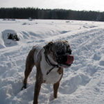 Hund im Schnee - Winterbilder