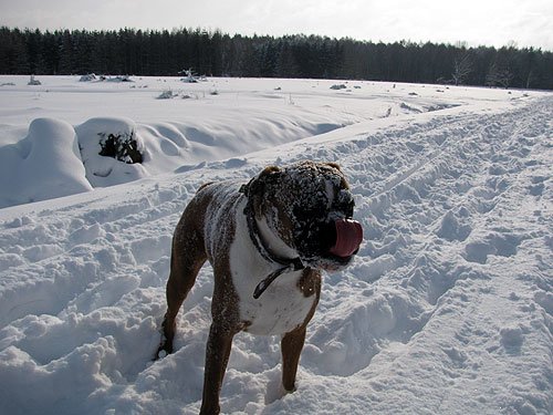 Hund im Schnee – Winterbilder