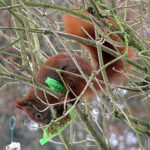 Eichhoernchen - Sciurus vulgaris