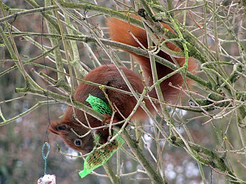 Eichhoernchen – Sciurus vulgaris