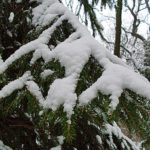 Tannenbaum im Schnee