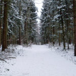 Winterlandschaft - Tannenwald im Winter