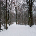 Waldweg im Winter