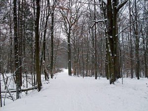 Waldweg im Winter