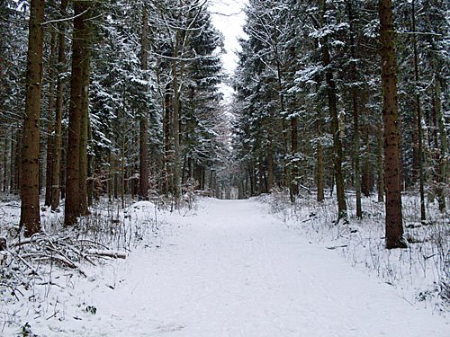 Winterlandschaft – Tannenwald im Winter
