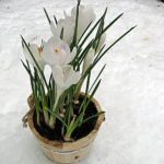 Fruehling - Fruehlingsblumen Krokusse