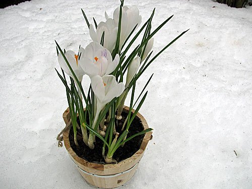 Fruehling – Fruehlingsblumen Krokusse