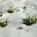 Frühling - Frühlingsblumen