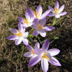 Krokusse im Frühling