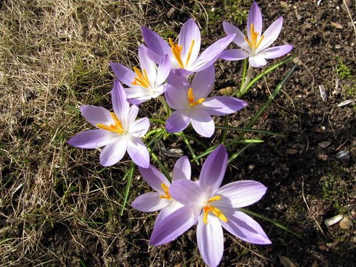 Krokusse im Frühling