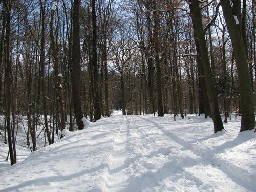 Neuschnee im Sachsenwald