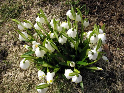 Frühling Schneeglöckchen