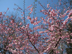 Kirschblüte