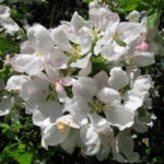 Apfelblüte