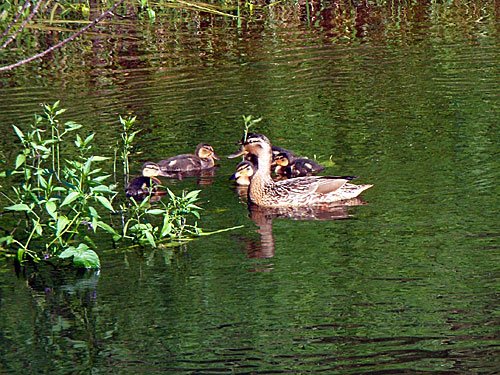 Ente mit Entenküken