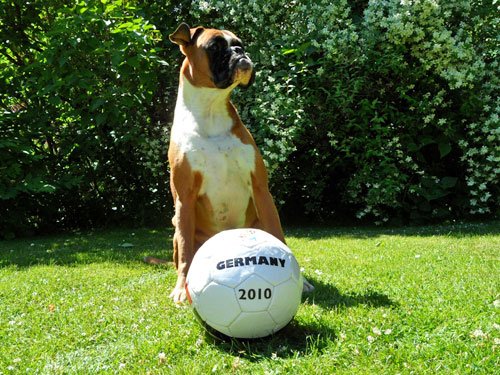 Hund bei Fußball WM 2010