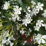 Oleander