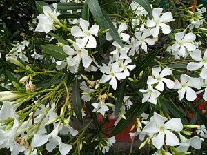 Blühender weißer Oleander