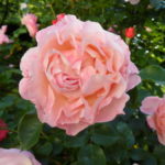 blühende Rose