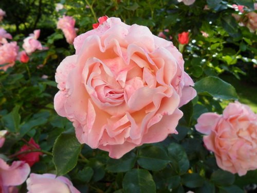 blühende Rose