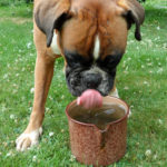 Hund beim Trinken