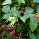 Brombeeren