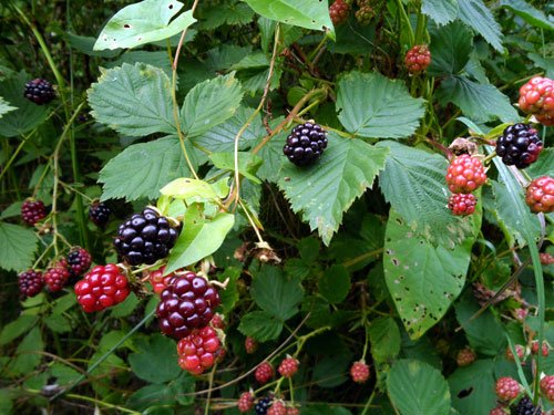 Brombeeren