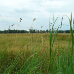 Wentorfer Lohe