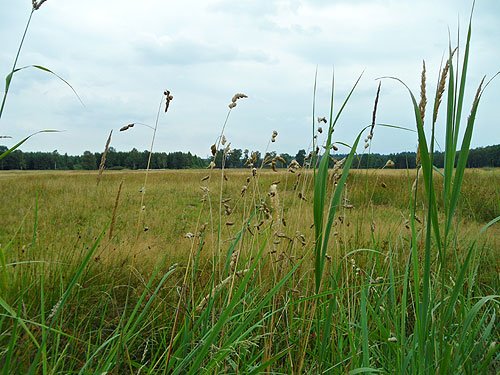 Wentorfer Lohe im Sommer