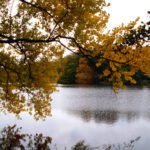 Herbst Bild Herbstlaub autumn
