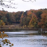 Herbst Wald Teich