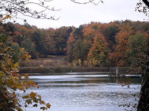 Herbst Wald Teich