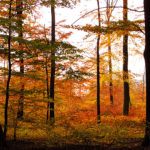 Herbst Wald Sachsenwald Herbstbilder