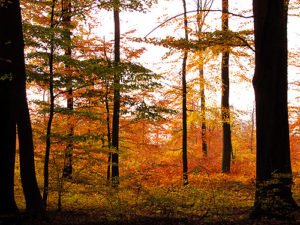 Herbst Wald Sachsenwald Herbstbilder